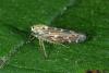 Lamprotettix nitidulus